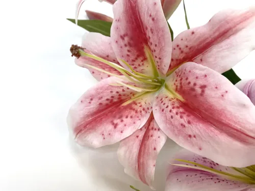 stargazer lily pink